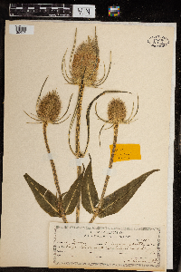 Dipsacus fullonum image