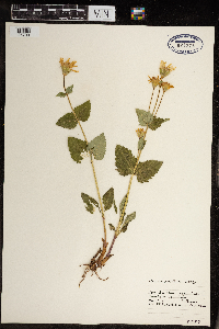 Arnica latifolia image