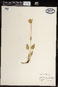 Arnica cordifolia image