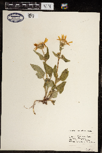 Arnica cordifolia image