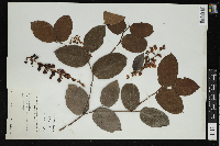 Gaultheria shallon image
