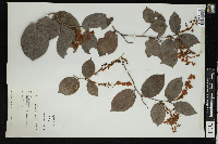 Gaultheria shallon image
