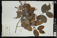 Gaultheria shallon image