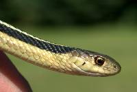 Image of Thamnophis sirtalis