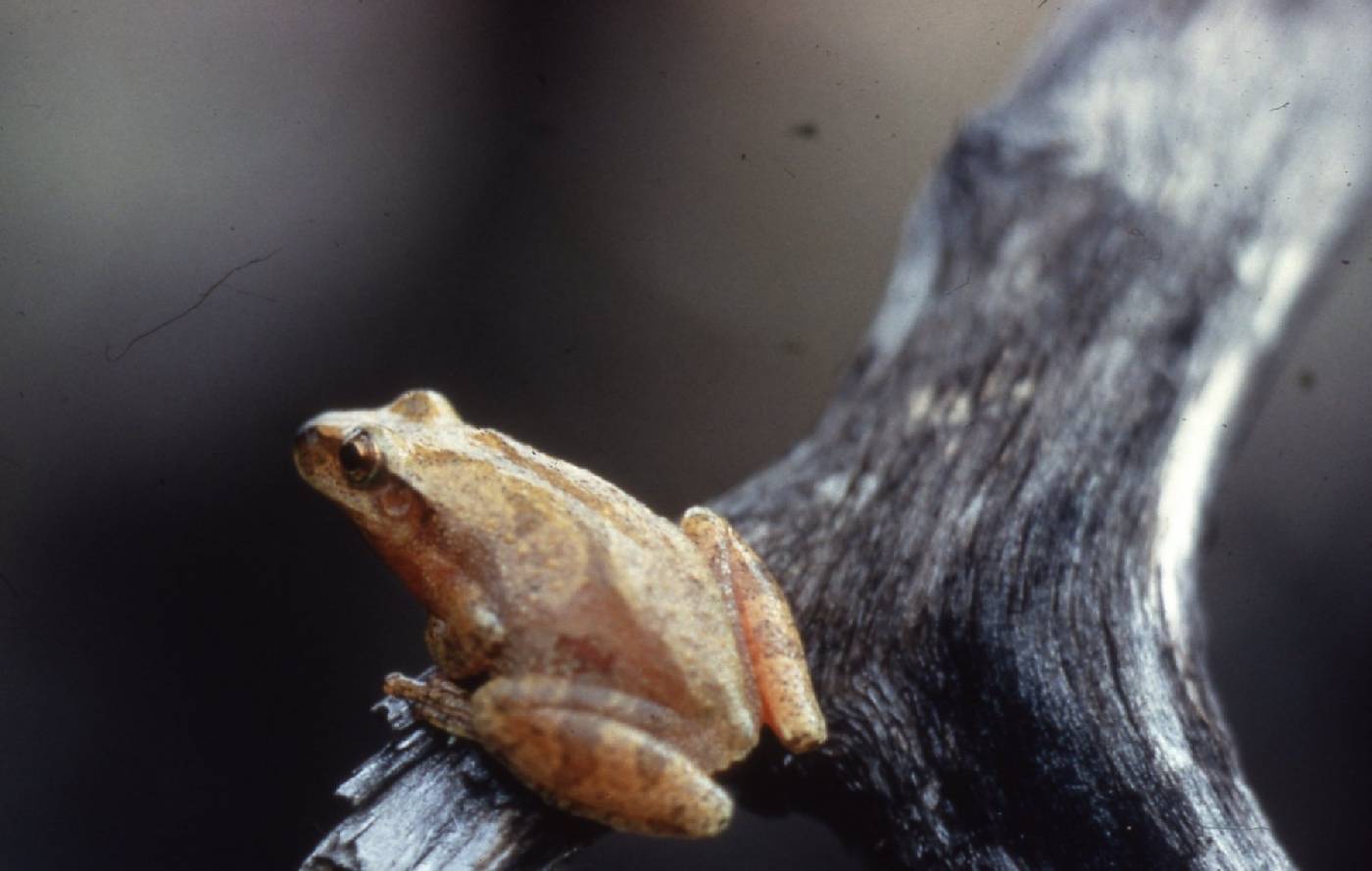 Pseudacris crucifer image