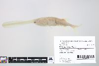 Image of Polyodon spathula