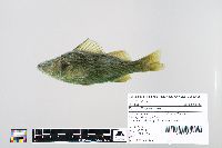 Perca flavescens image