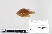 Lepomis macrochirus image