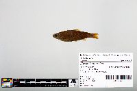 Notropis blennius image