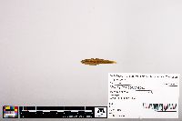 Notropis heterolepis image