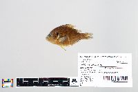 Lepomis gibbosus image