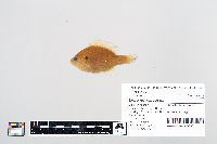 Lepomis gibbosus image