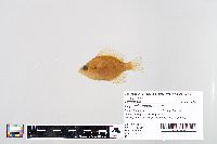 Lepomis macrochirus image