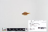 Lepomis macrochirus image