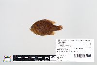 Lepomis gibbosus image