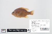 Lepomis gibbosus image