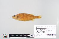 Perca flavescens image