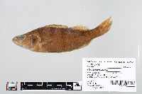 Perca flavescens image