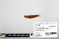 Notropis blennius image