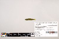 Notropis stramineus image