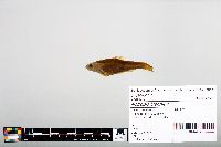 Notropis blennius image