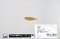 Perca flavescens image