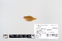 Lepomis gibbosus image