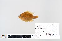 Lepomis gibbosus image