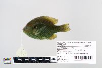 Lepomis gibbosus image