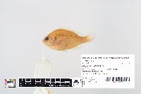 Lepomis gibbosus image