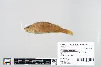 Perca flavescens image