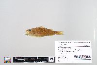 Perca flavescens image