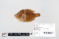 Lepomis gibbosus image