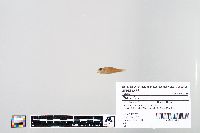 Perca flavescens image