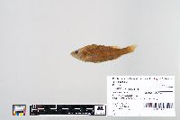 Perca flavescens image