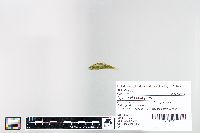Cyprinella spiloptera image