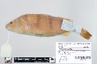 Perca flavescens image