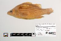 Image of Morone mississippiensis