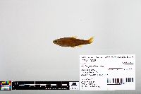 Notropis blennius image