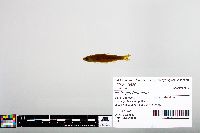 Notropis blennius image