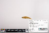 Notropis heterolepis image