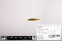 Notropis heterolepis image