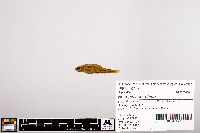 Notropis heterolepis image