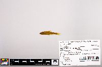 Notropis heterolepis image