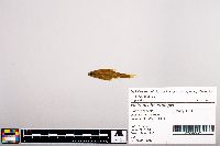 Notropis heterolepis image