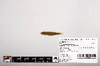 Notropis heterolepis image