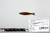 Notropis atherinoides image