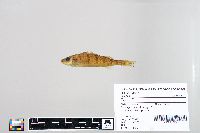 Perca flavescens image