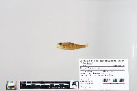 Perca flavescens image