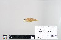 Perca flavescens image